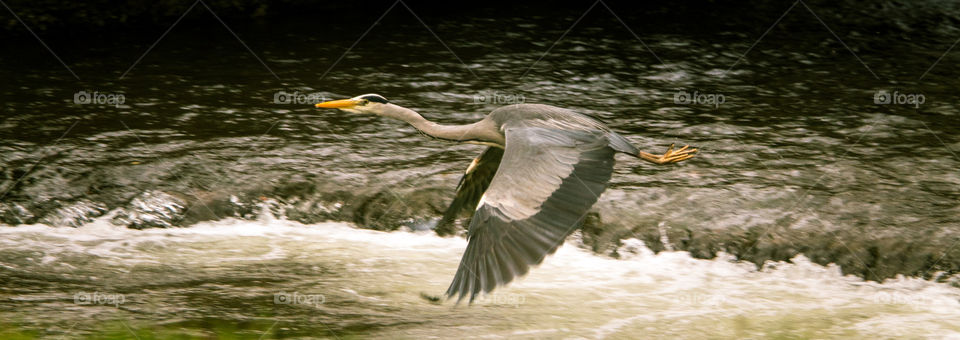 Bird, Water, Nature, Wildlife, No Person