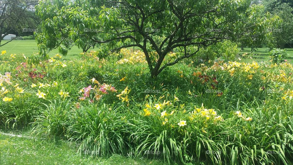 Peach tree & lillies in garden at parents hoyse
