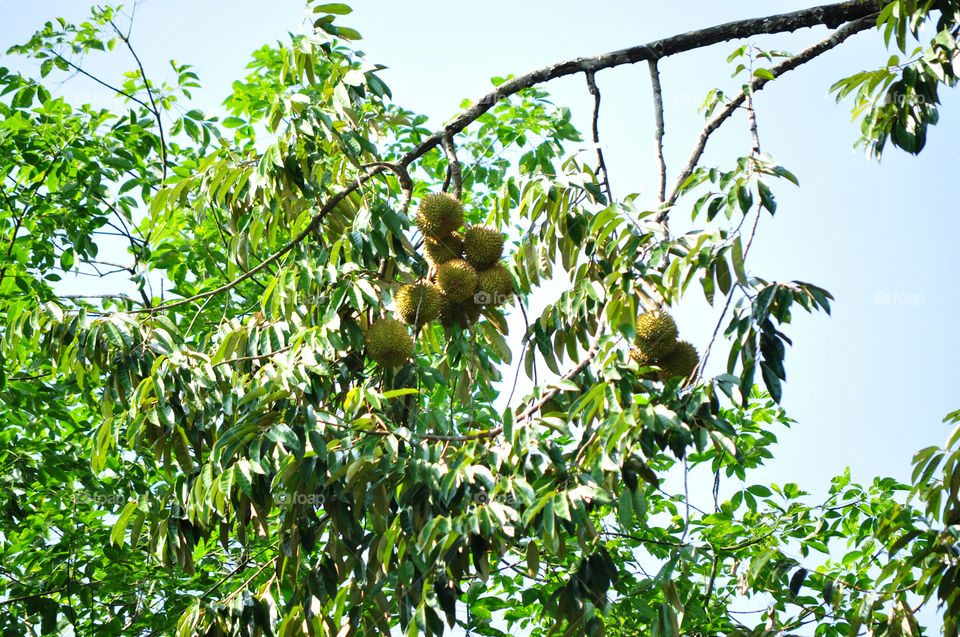 Sri lankan durian