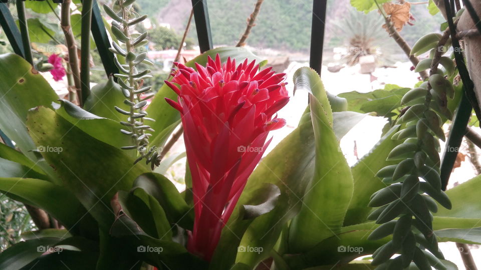 Hermosa flor en crecimiento de color rojo intenso. Fue tomada en un jardín casero con abundantes macetas de diferentes plantas decorativas.