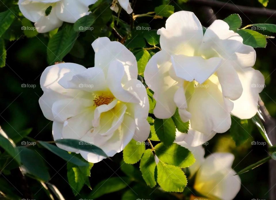 White roses