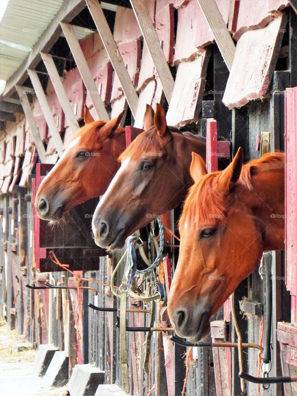 Stables