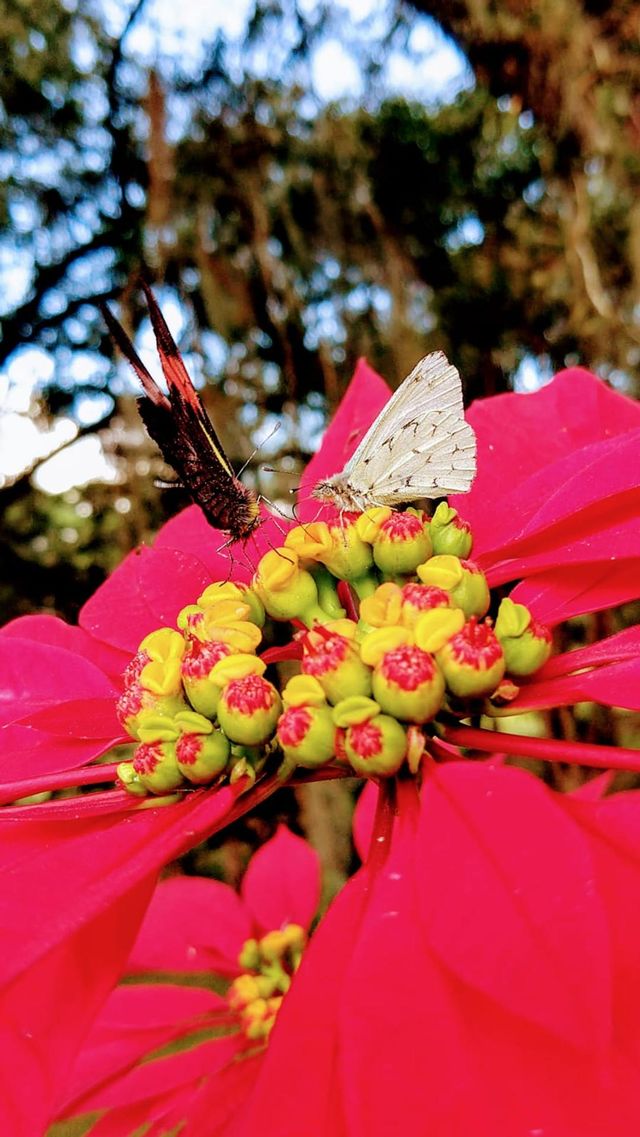BUTTERFLY 🦋 RED FLOWER