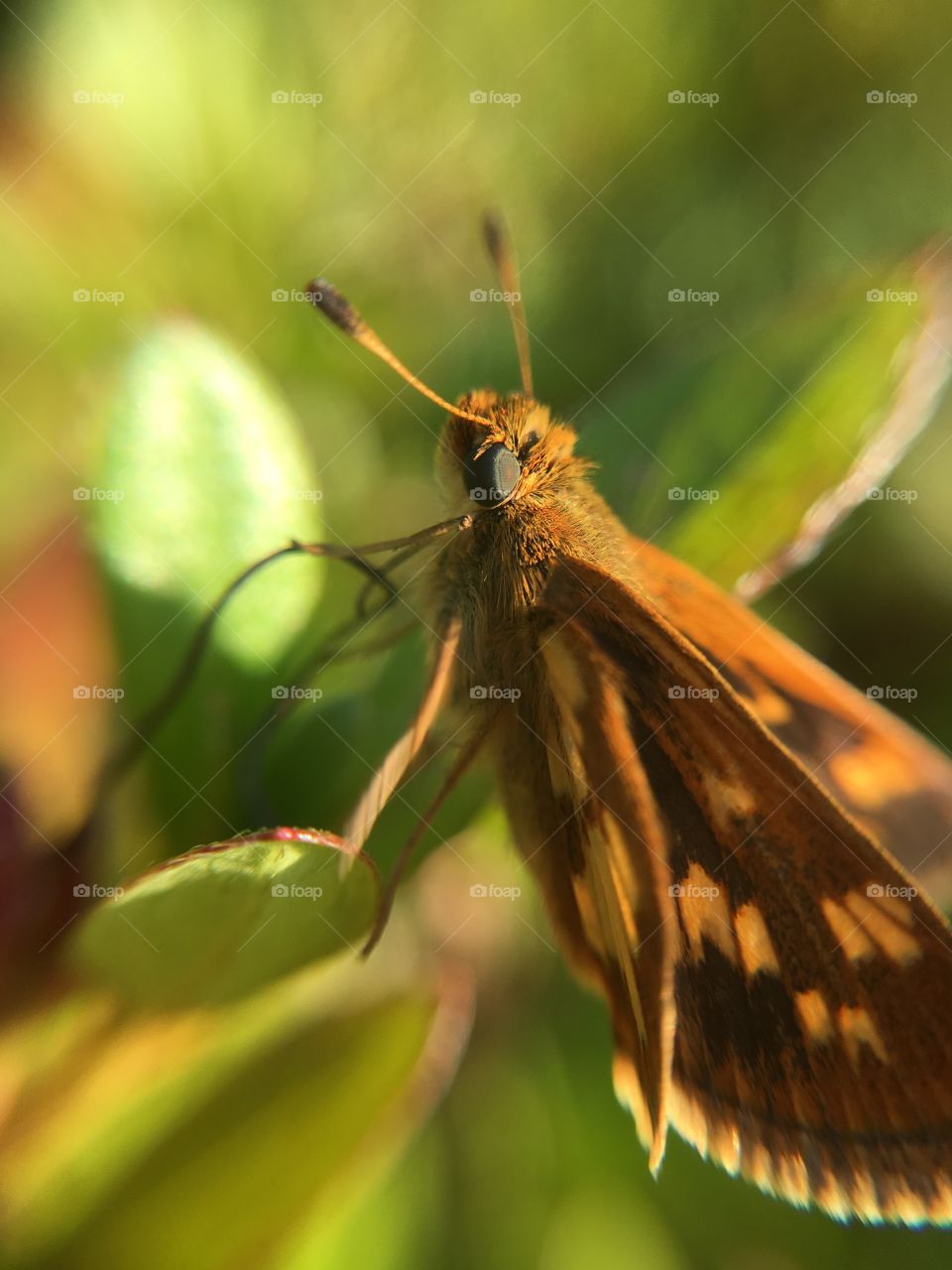 Butterfly closeup 
