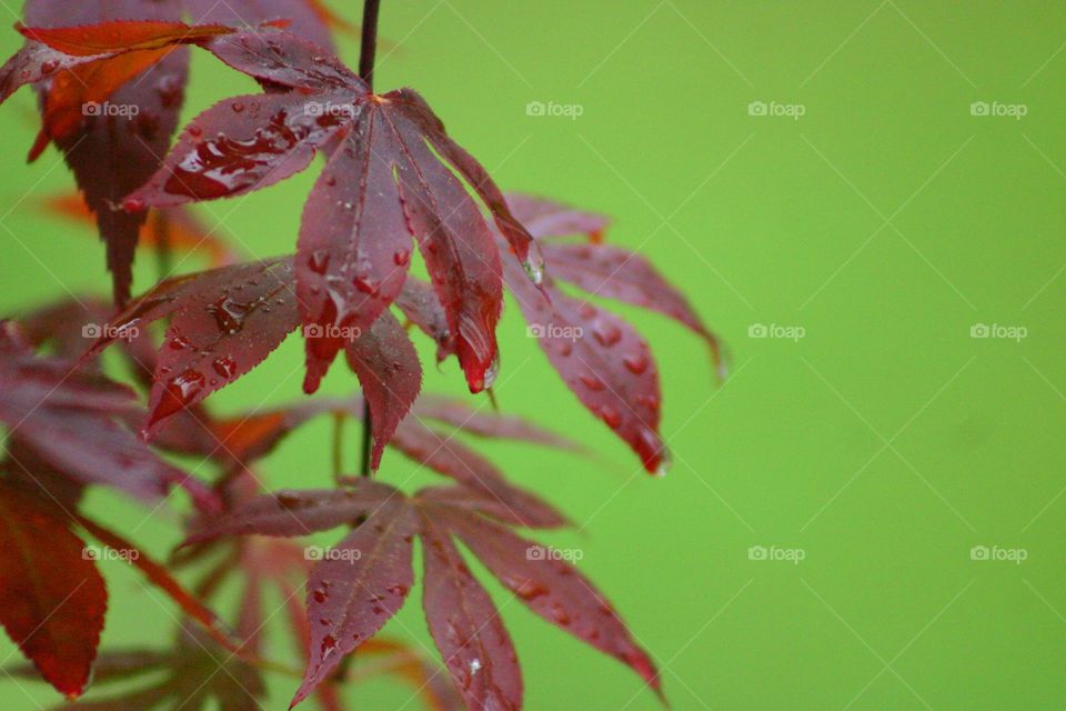 Japanese Maple . A young Japanese Maple after the rain.