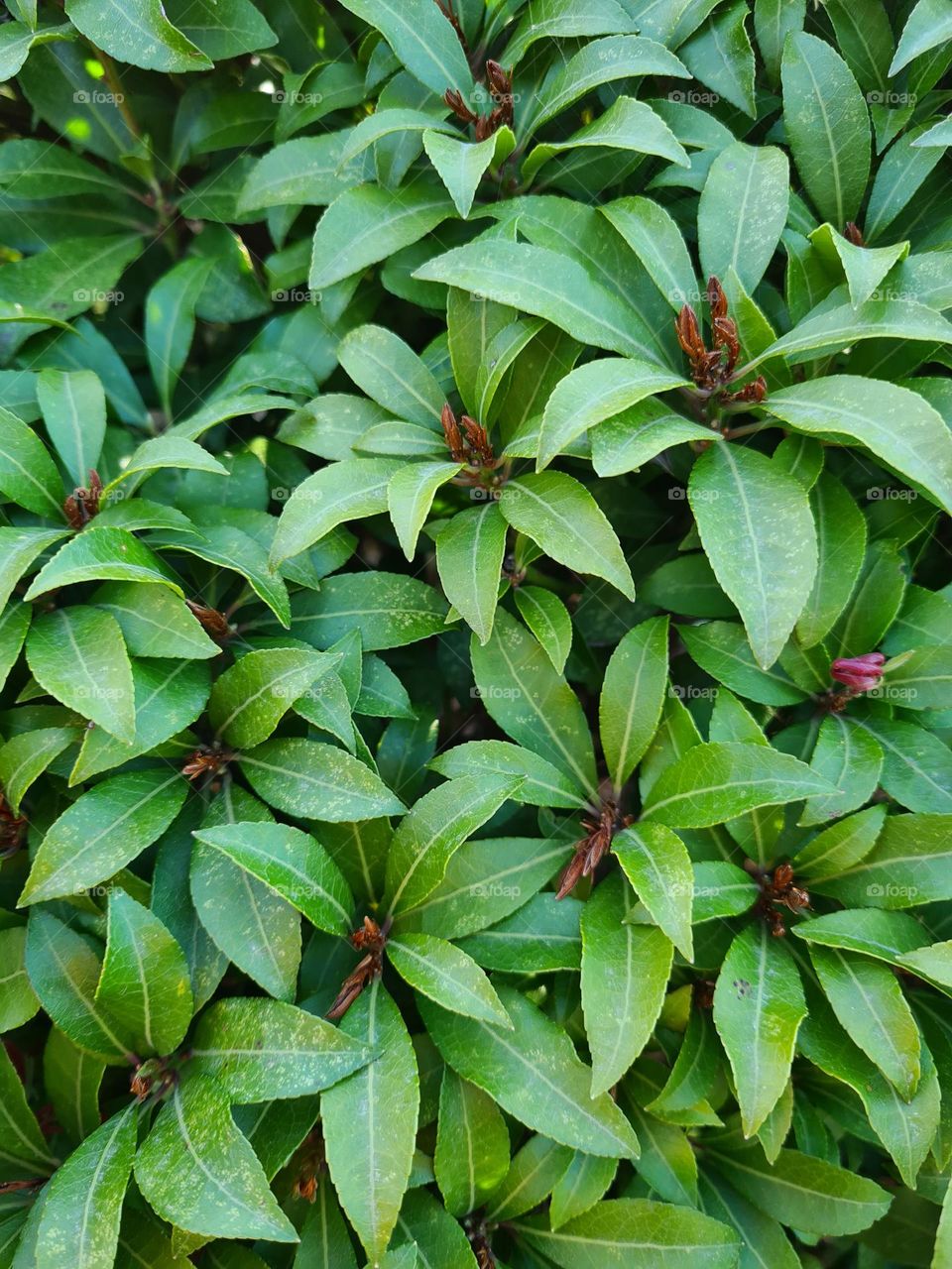 A beautiful green bush that is finally showing its beautiful flower looking leaves. 🌿