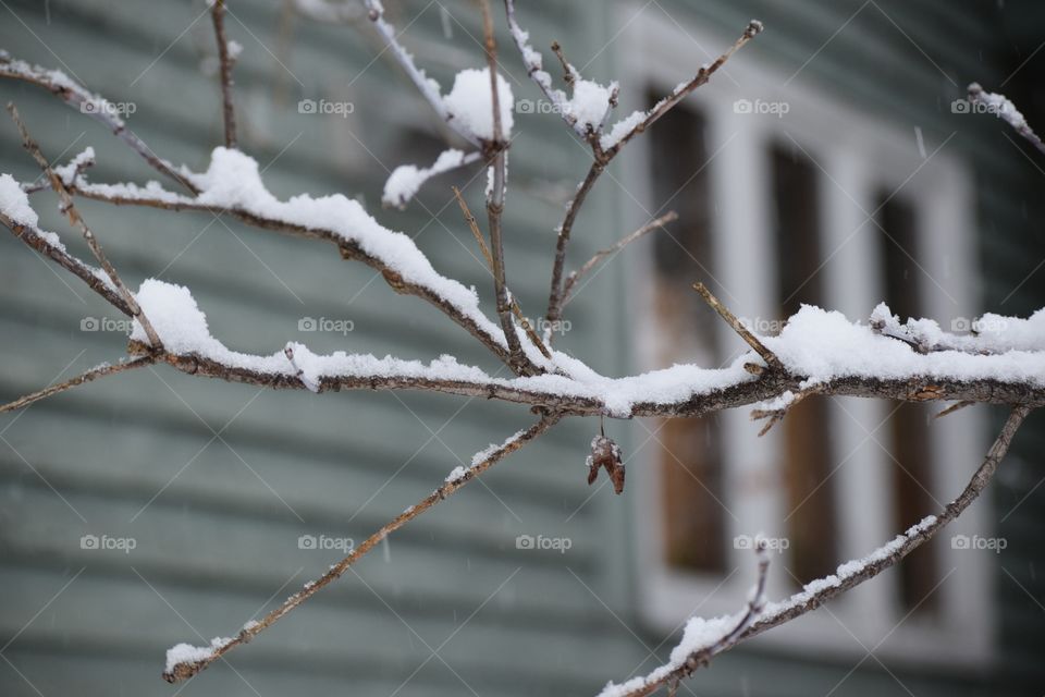 Snow lightly gathering on a tree branch.