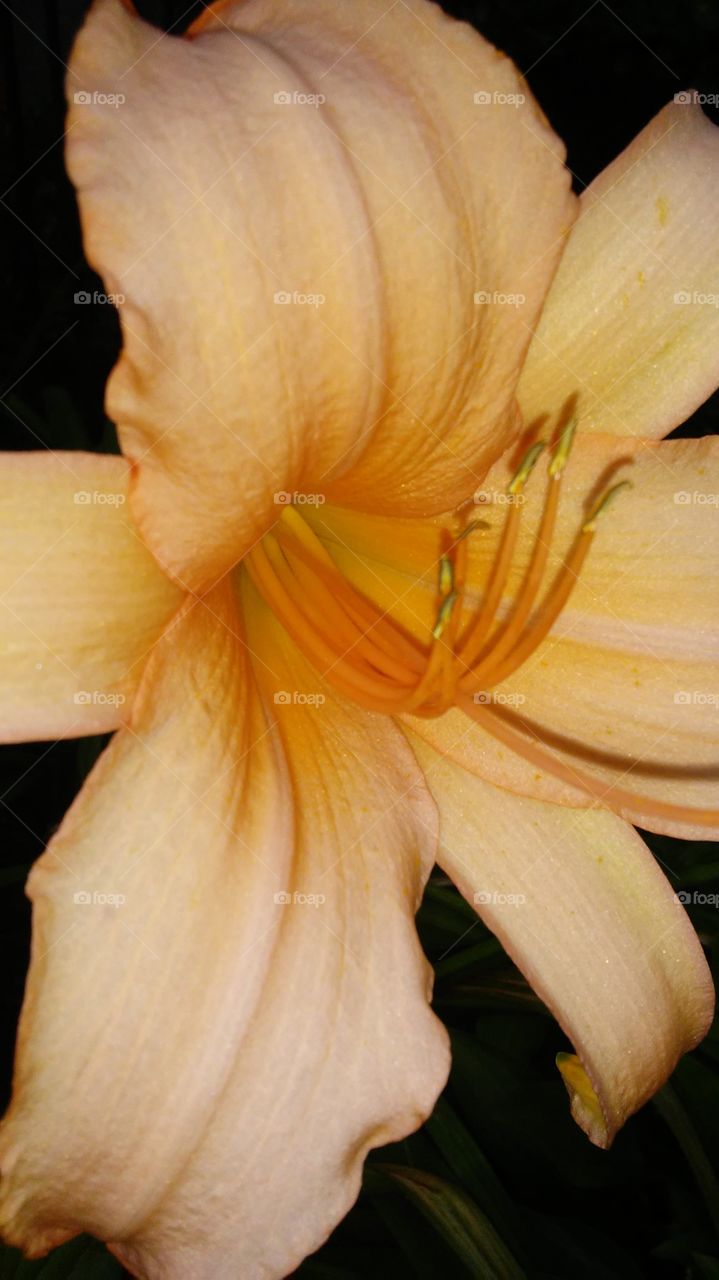 Flower, No Person, Lily, Nature, Flora
