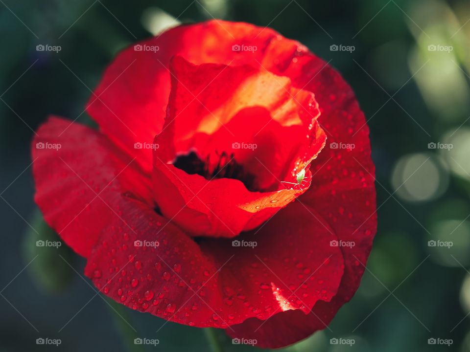 Wet poppy flower