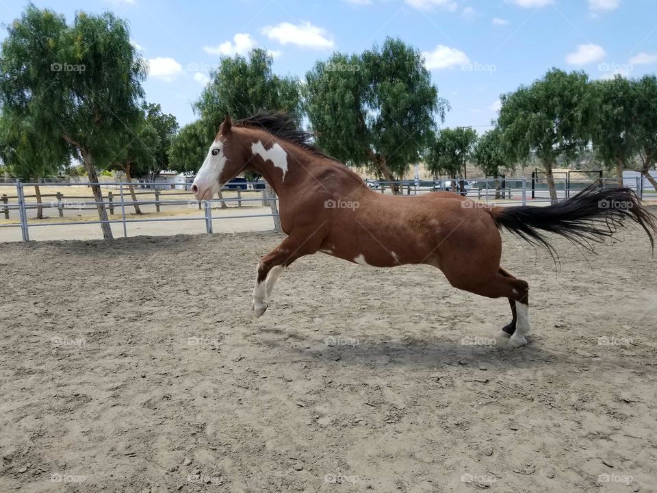 Horse runs and jumps slightly into the air. Trees and blue sky are in the background.