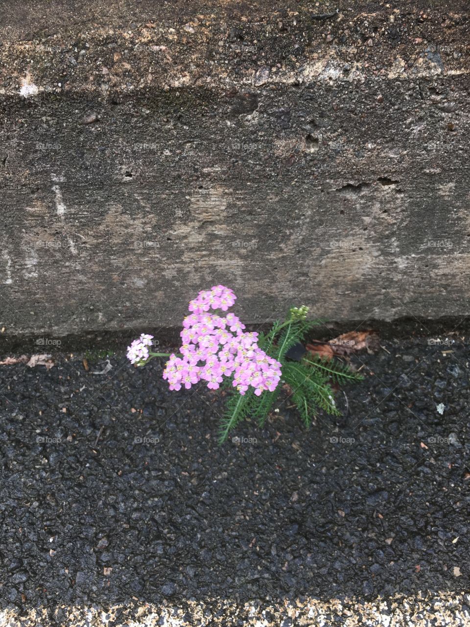 Flower growing from the asphalt. 