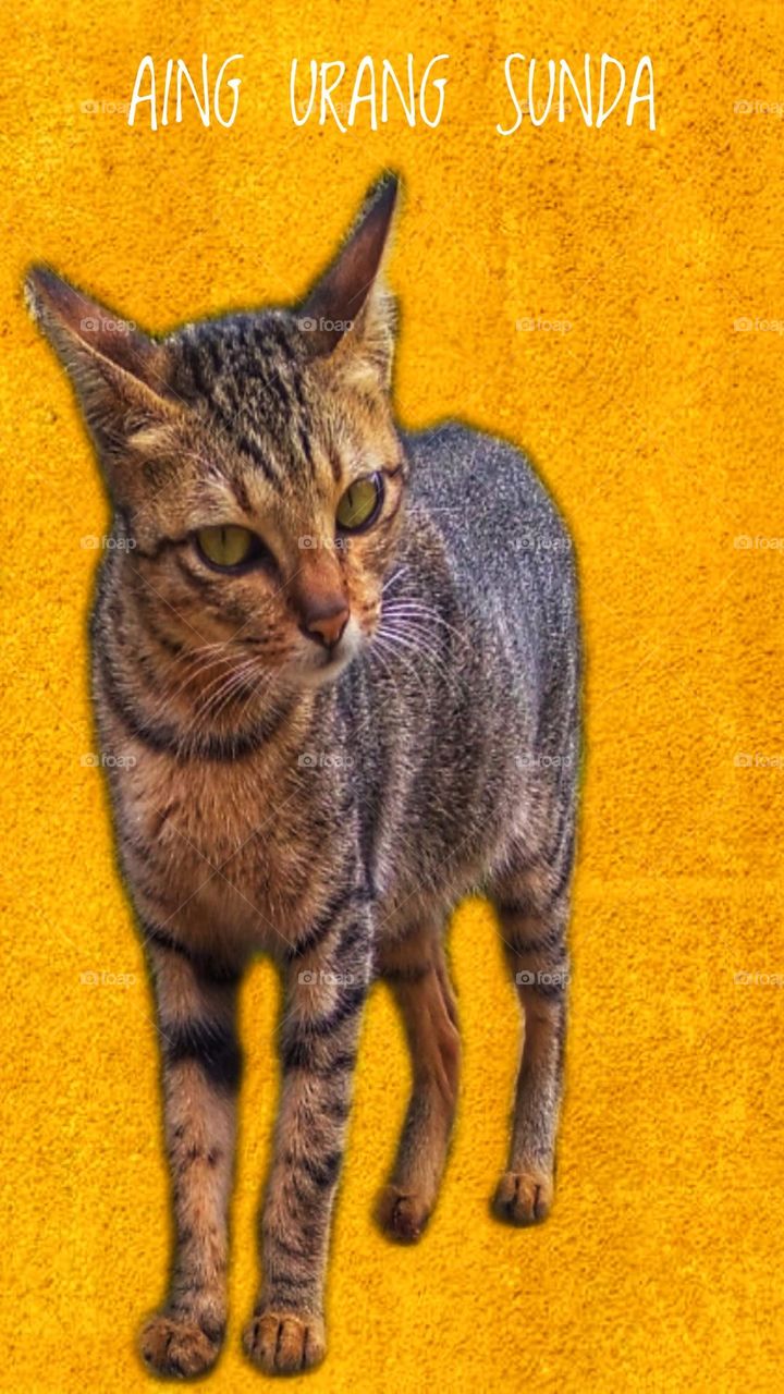 I'm from SUNDA,AING ORANG SUNDA