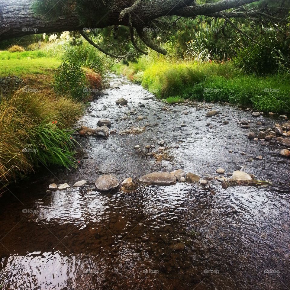 Babbling brook in New Zealand