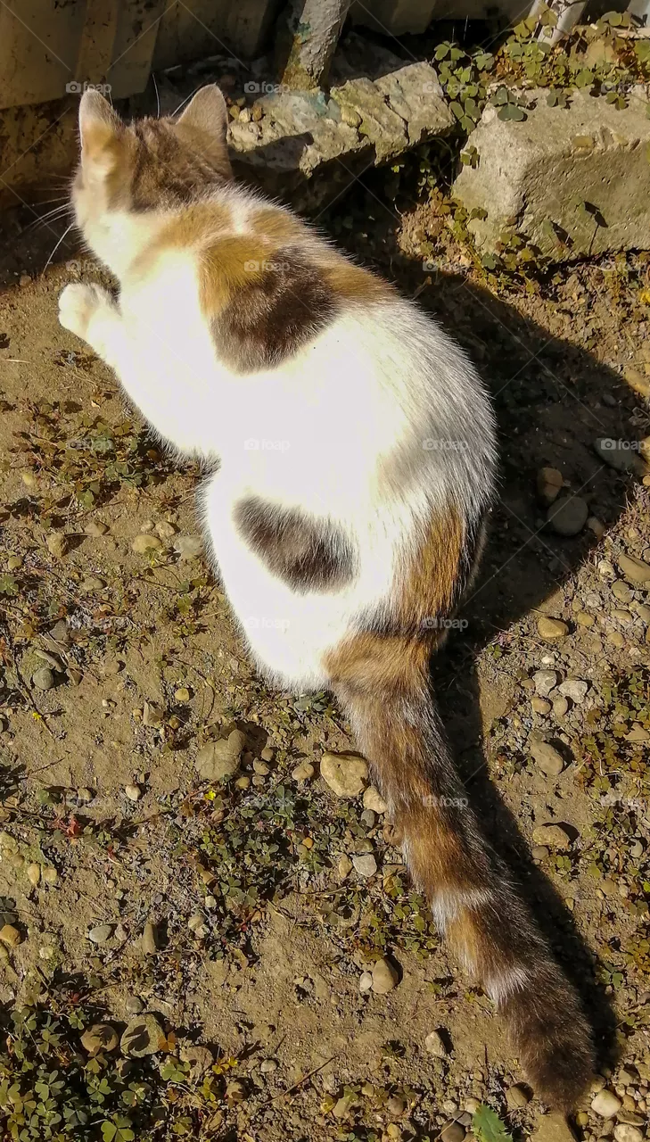 Cat