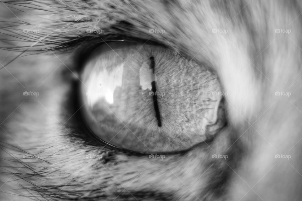 Eye of the tiger 😊 Close up of cat eye