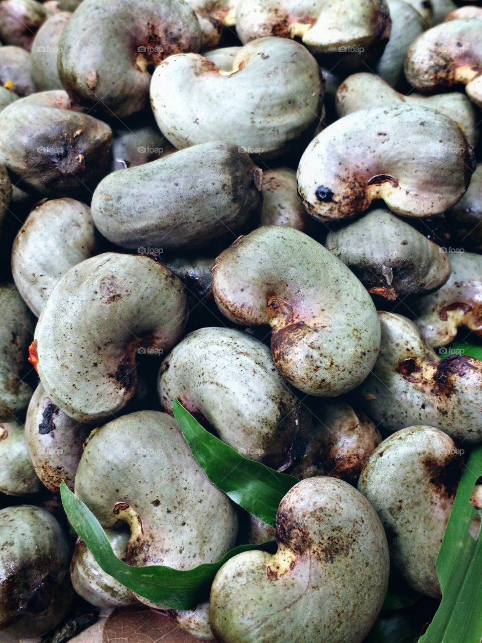 raw cashew nuts
