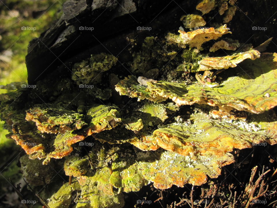 Bracket Fungus