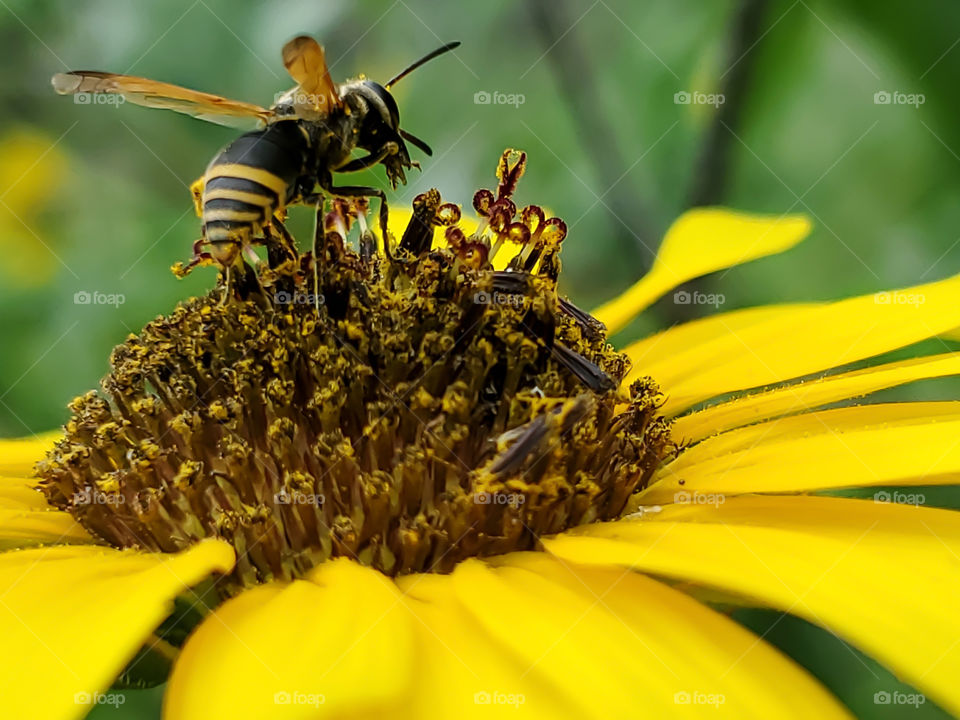 Closeup of a Mexican honey wasp pollinating a North American common sunflower. ( Brachygastra mellifica )