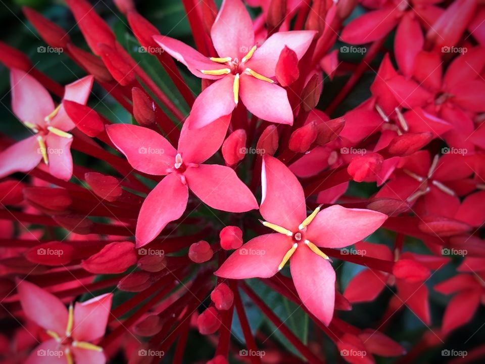 Little red flowers on a summer garden.