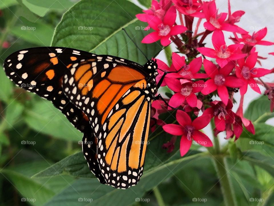 Monarch butterfly drinking nectar from a red Penta flower.