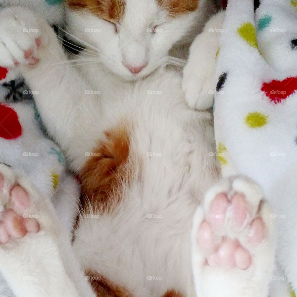 sleepy and fluffy kitten