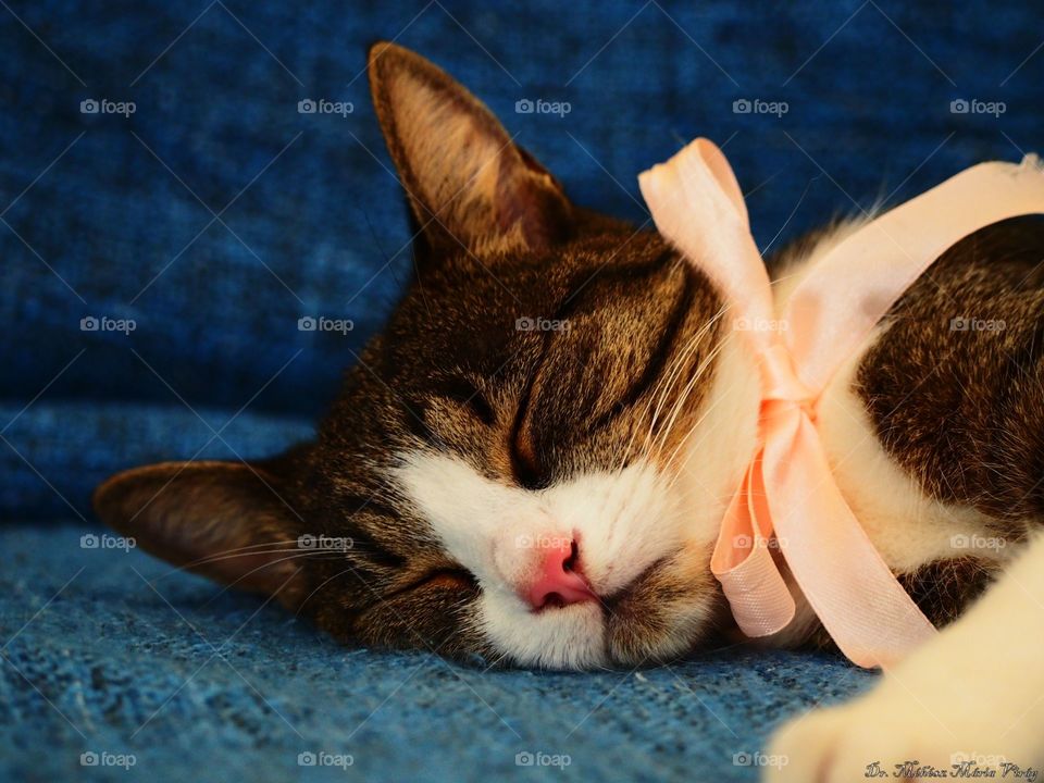 cat with bow