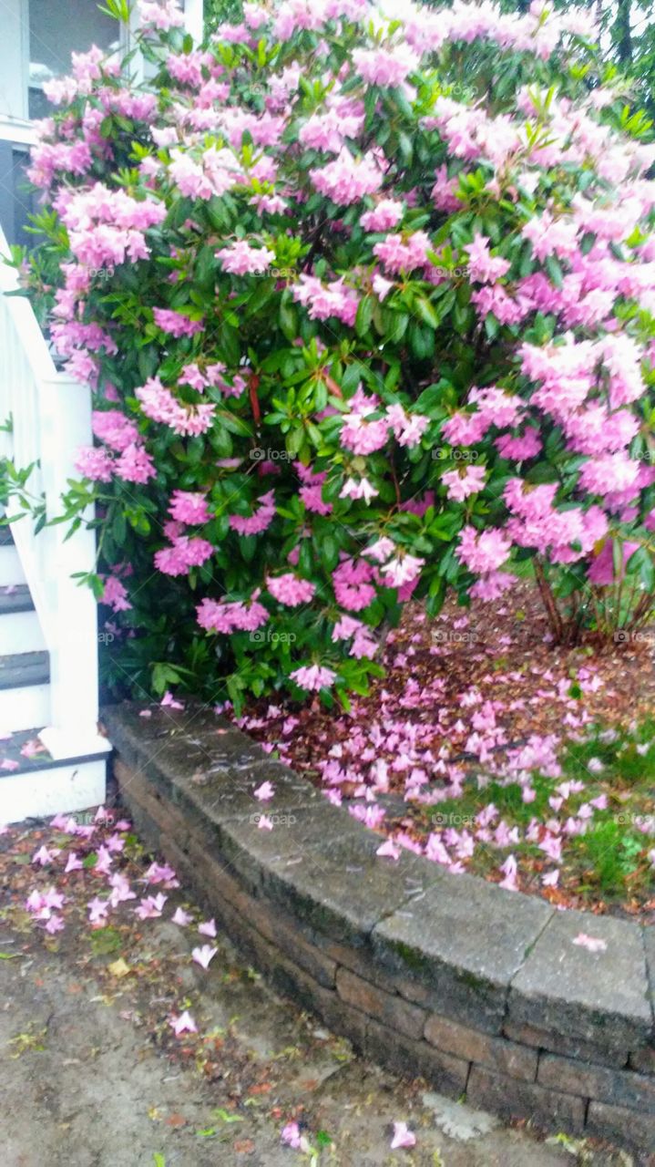 Flower, Garden, Flora, Nature, Blooming