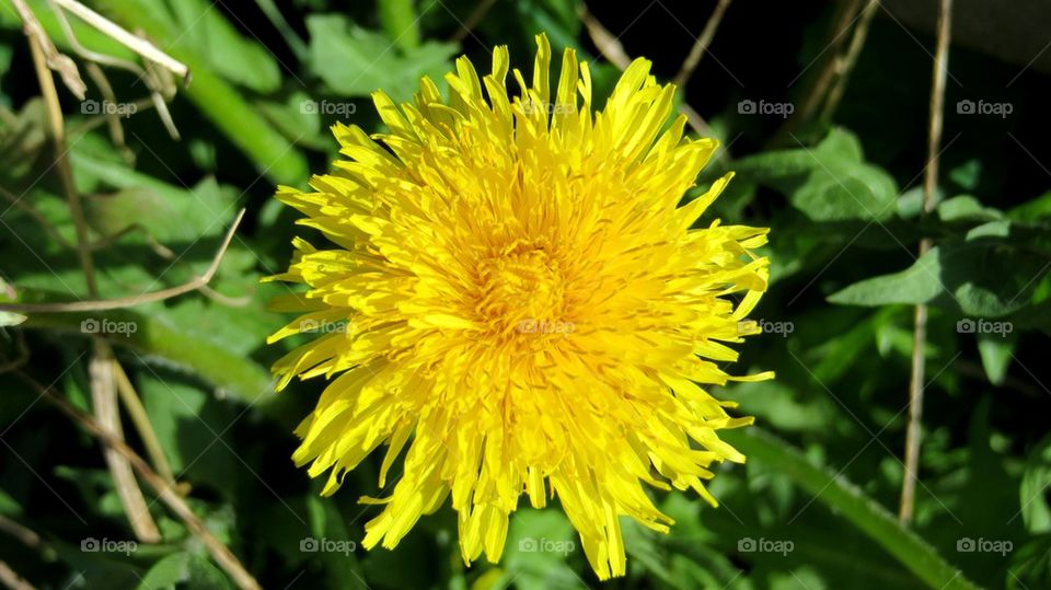 dandelion