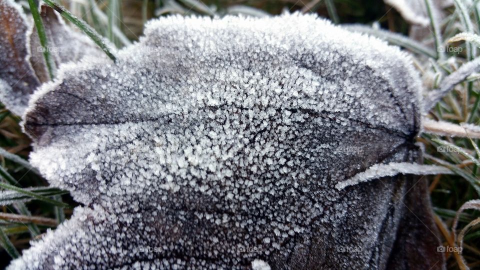 frost in my garden :)