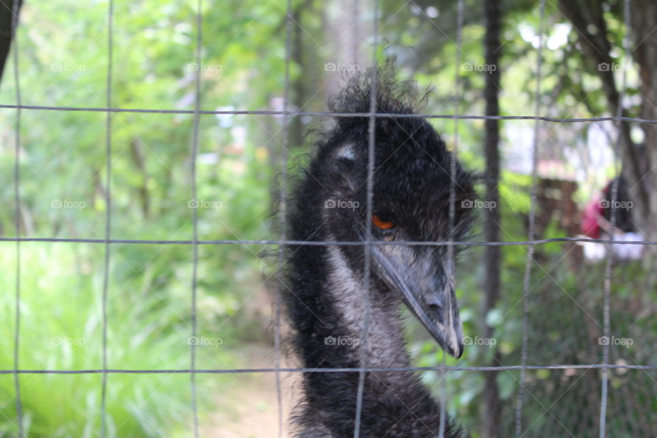 I'm Emu, dad. It's not a phase!