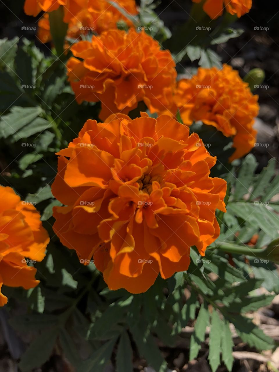 Summer bright orange floral in full bloom in Milwaukee, Wisconsin. Photos can be used for both print or digital. Pics taken using iPhone 8. 