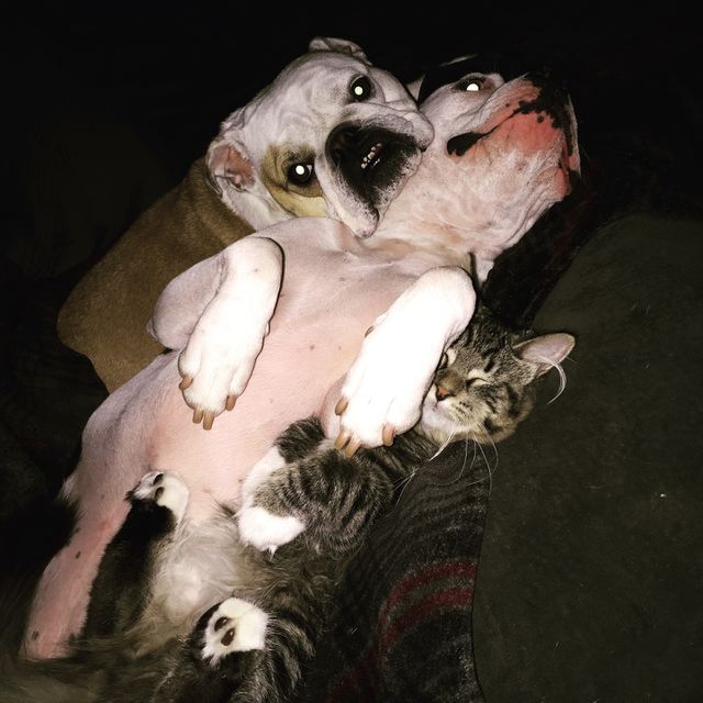 Cuddles