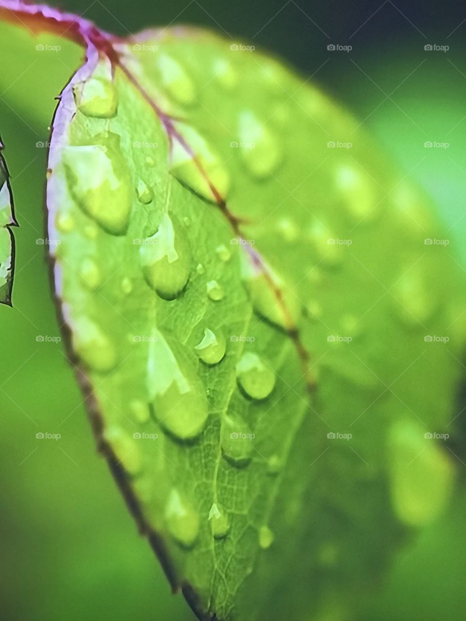 Green Rainy leaf