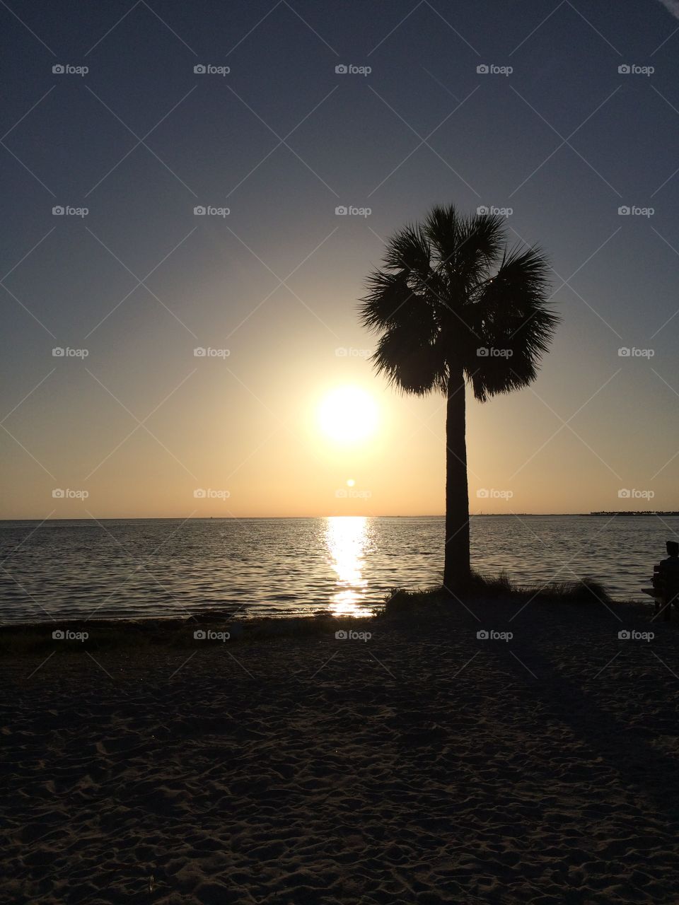 Sunset Beach. Palm tree sunset Florida 