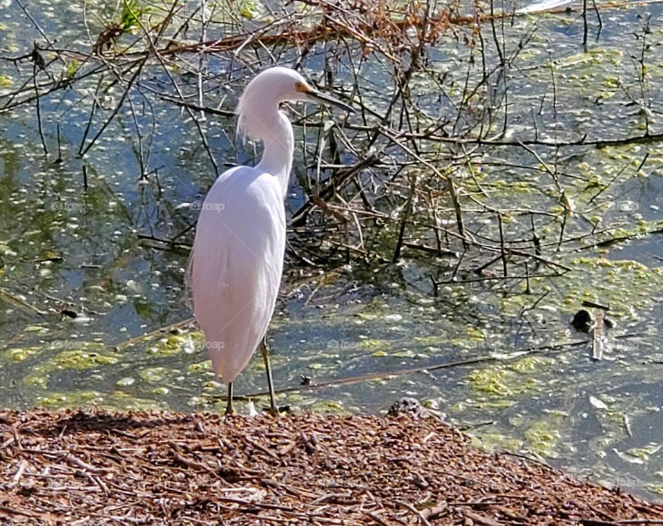 White Egret in the Lake
