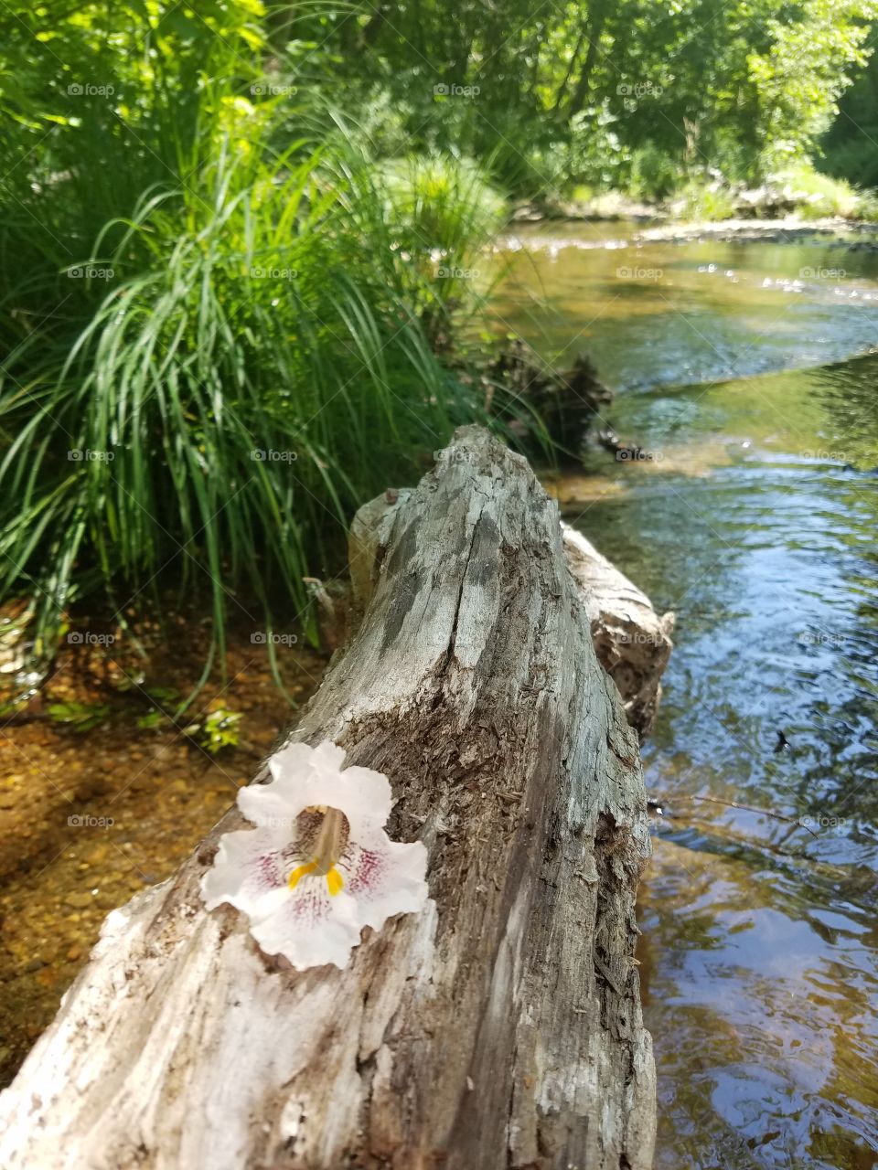 River flower on tree trunk