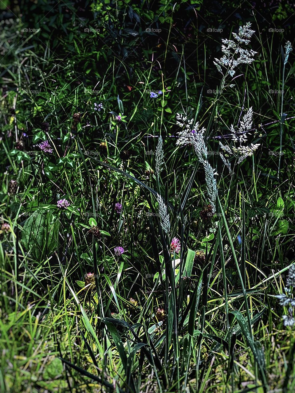 A Walk on the Wildside