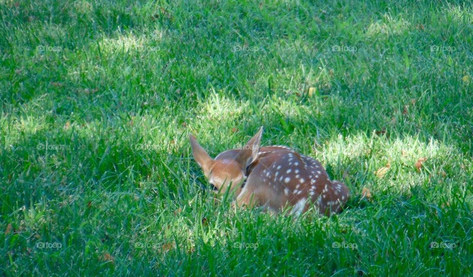 A fawn hiding in the grass waiting for mama to come back