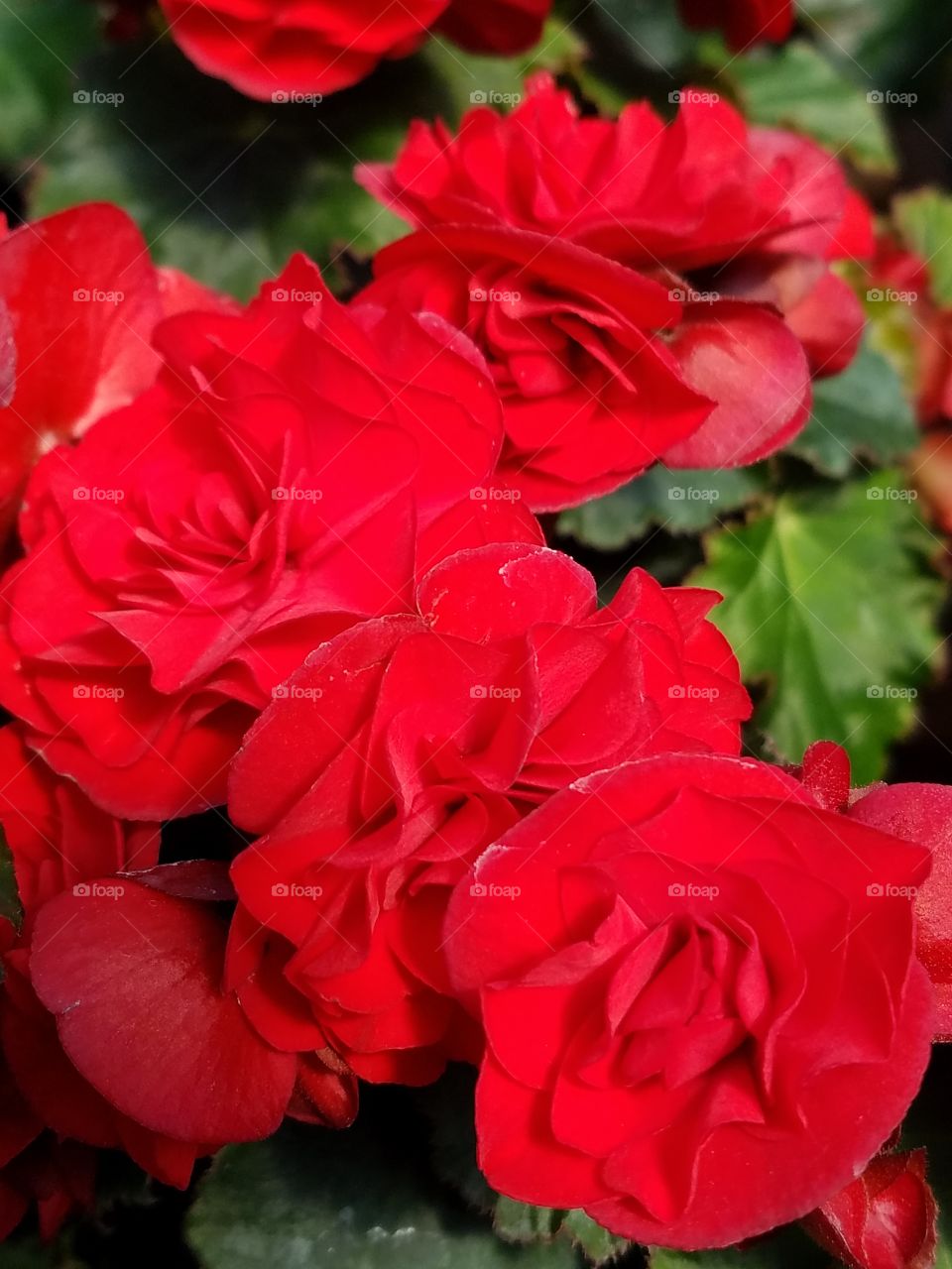 flowers of red rose begonia