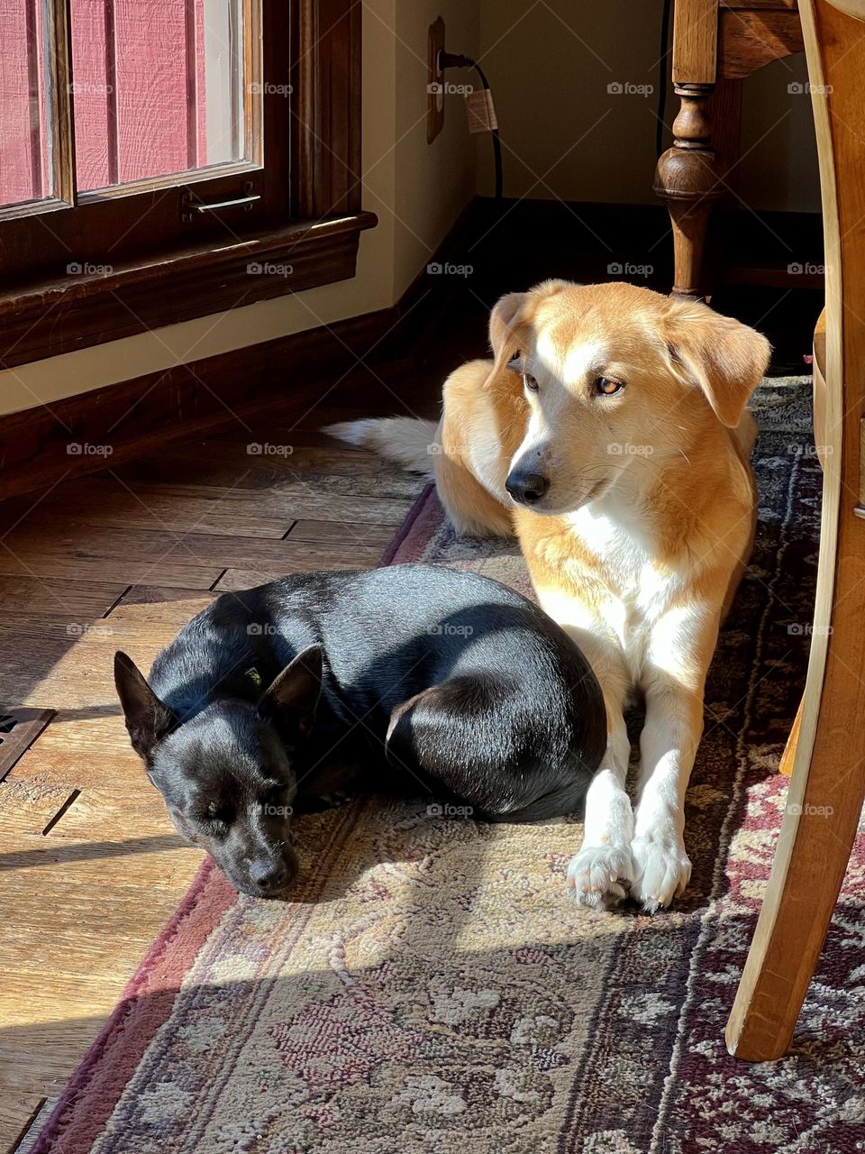 A tan and white dog lying down with a smaller black dog on a rug, in front of a sunny window.