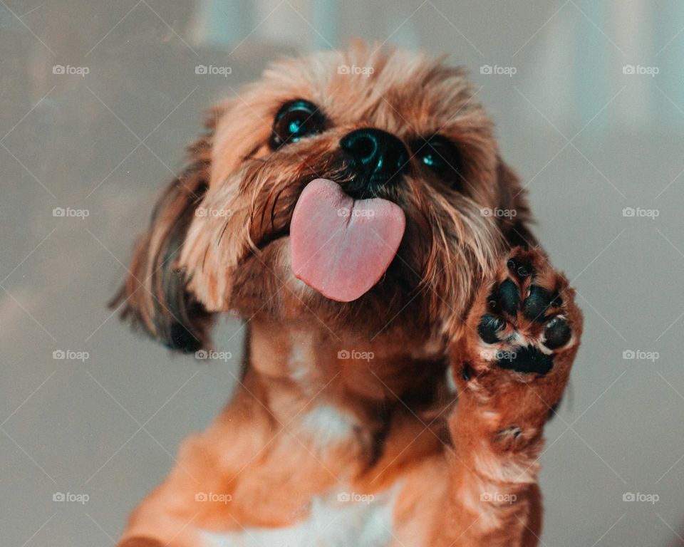 funny cute dog