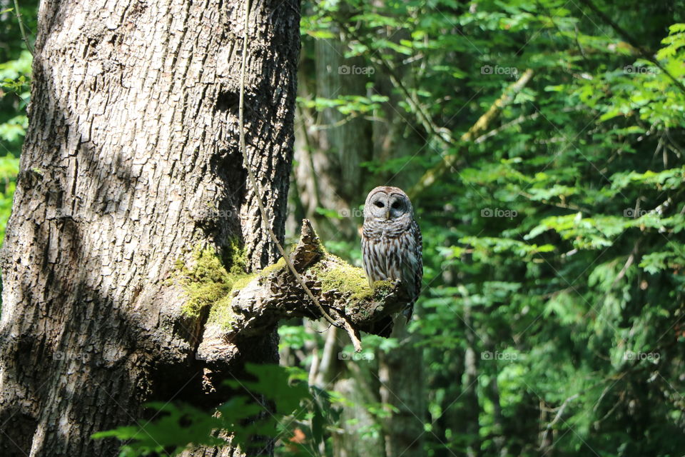 Baby owl perching on a tree deep into the woods .. He poses confidently as if he knows how cute he is ..