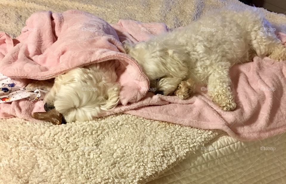 My moms 2 Maltese dogs sleeping in blankets together 