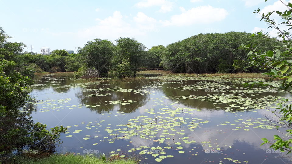 Daytime at Beddagana Wetland Park in Sri Lanka.