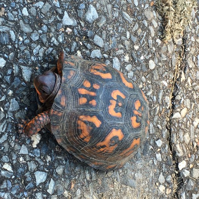 Turtle side eye.