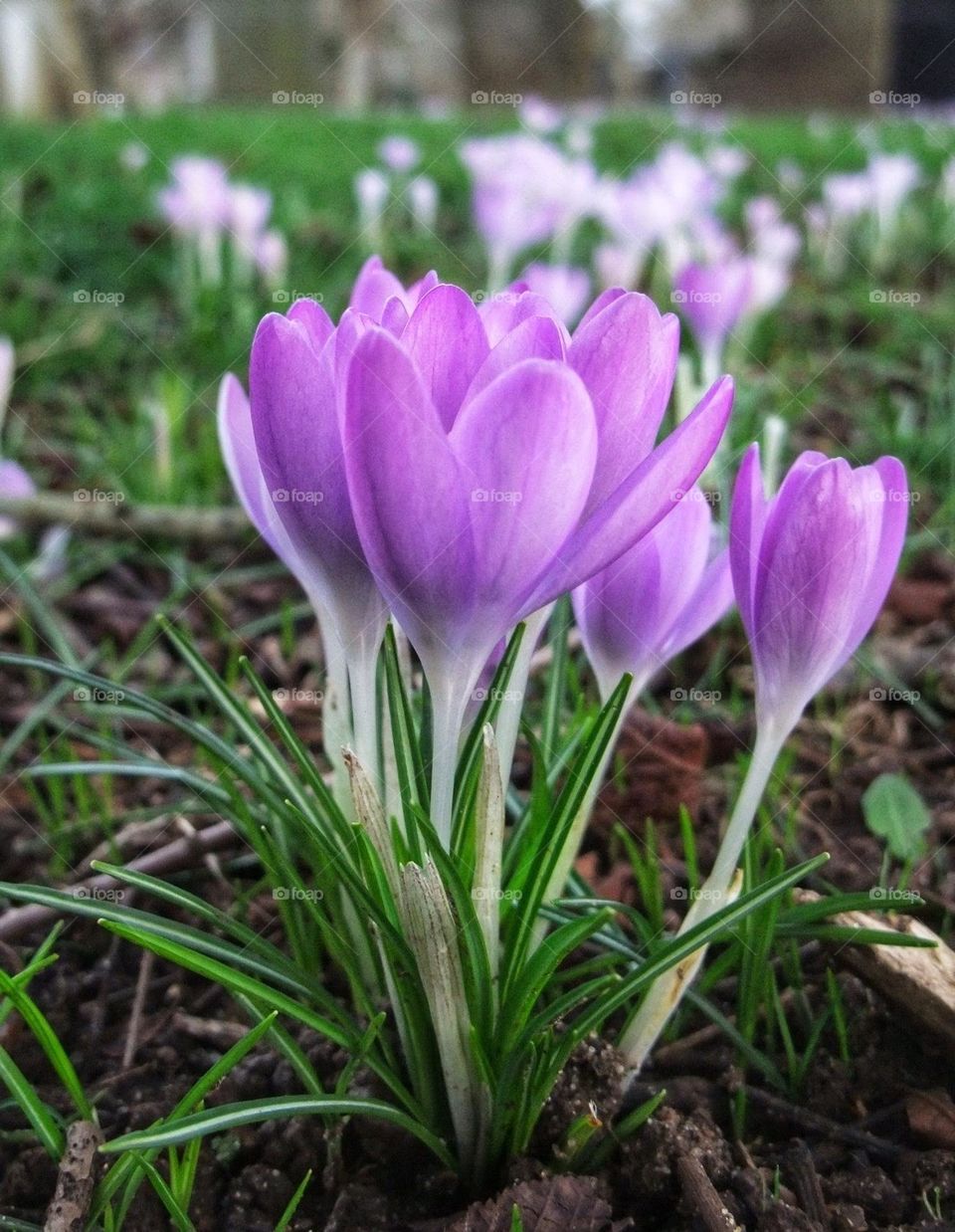 Macro close-up of pale purple crocuses with a host of crocuses and green grass in the background