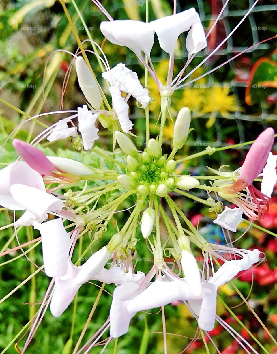 Rare plant with wiry beautiful flowers.