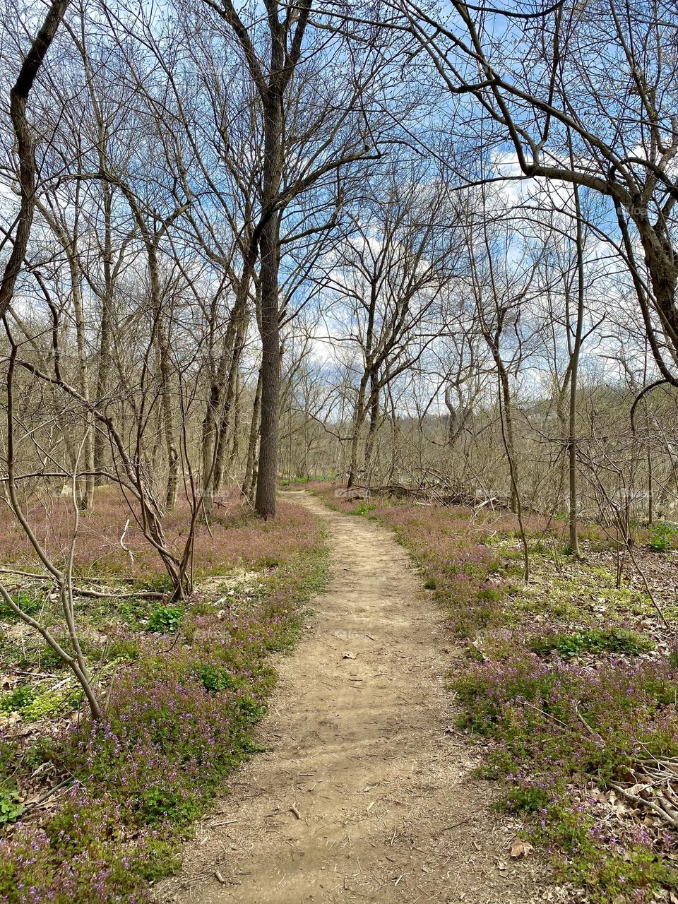 A path through the woods bordered by spring wildflowers