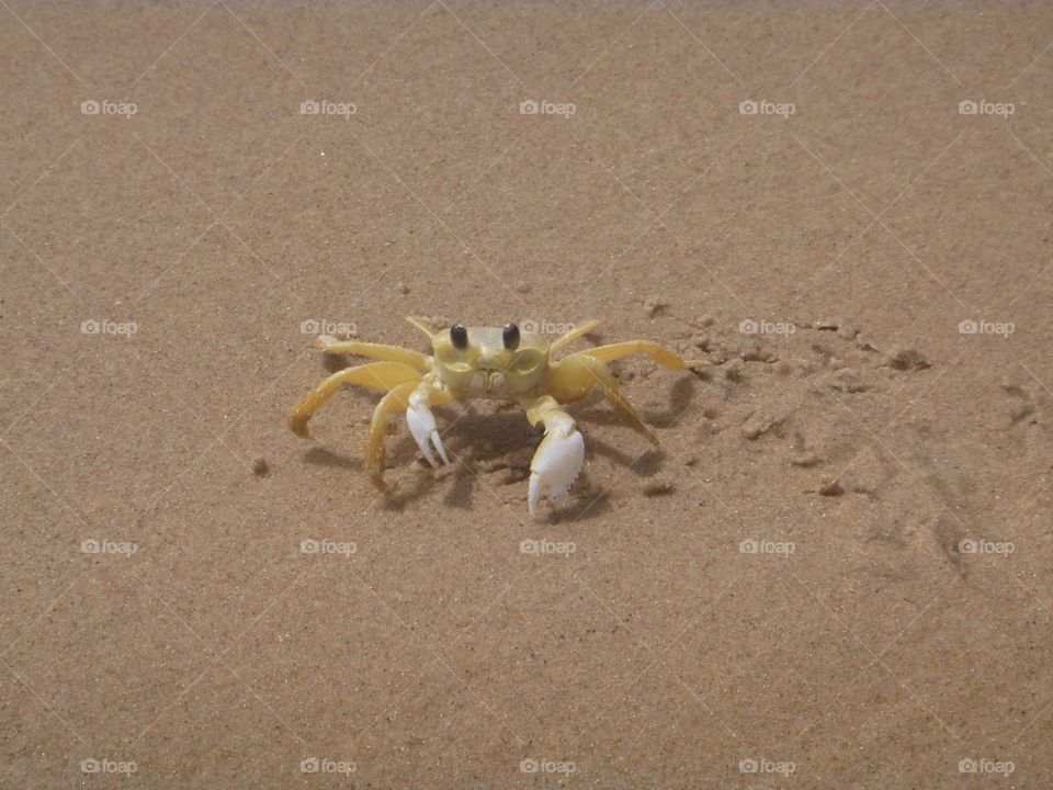 Crab in Coqueirinho beach in João Pessoa, Brazil
