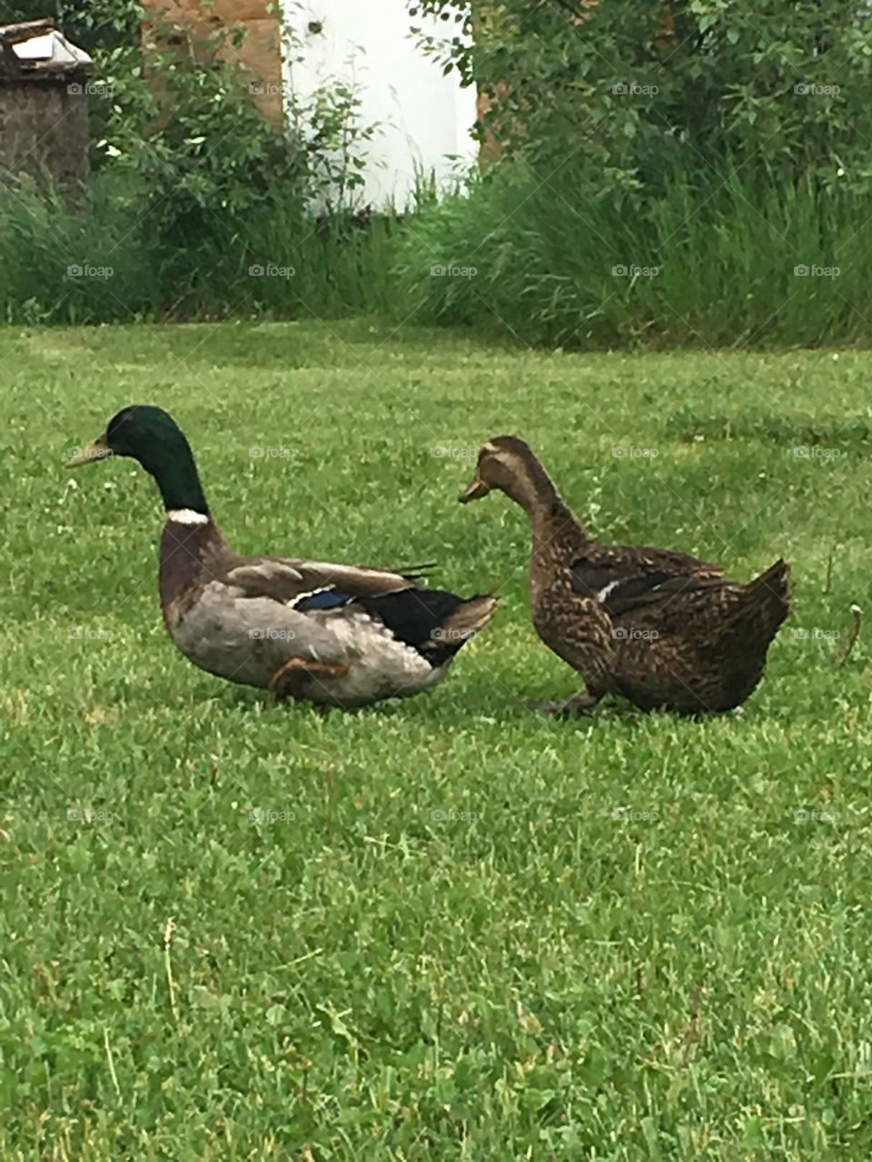 Ducks in the yard 